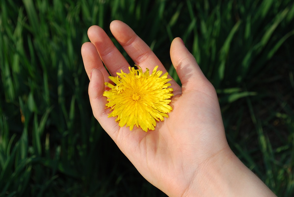 dandelion-321297_960_720