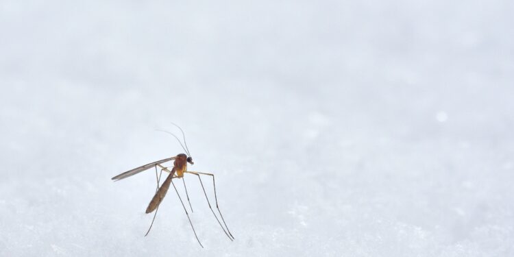 mosquito
