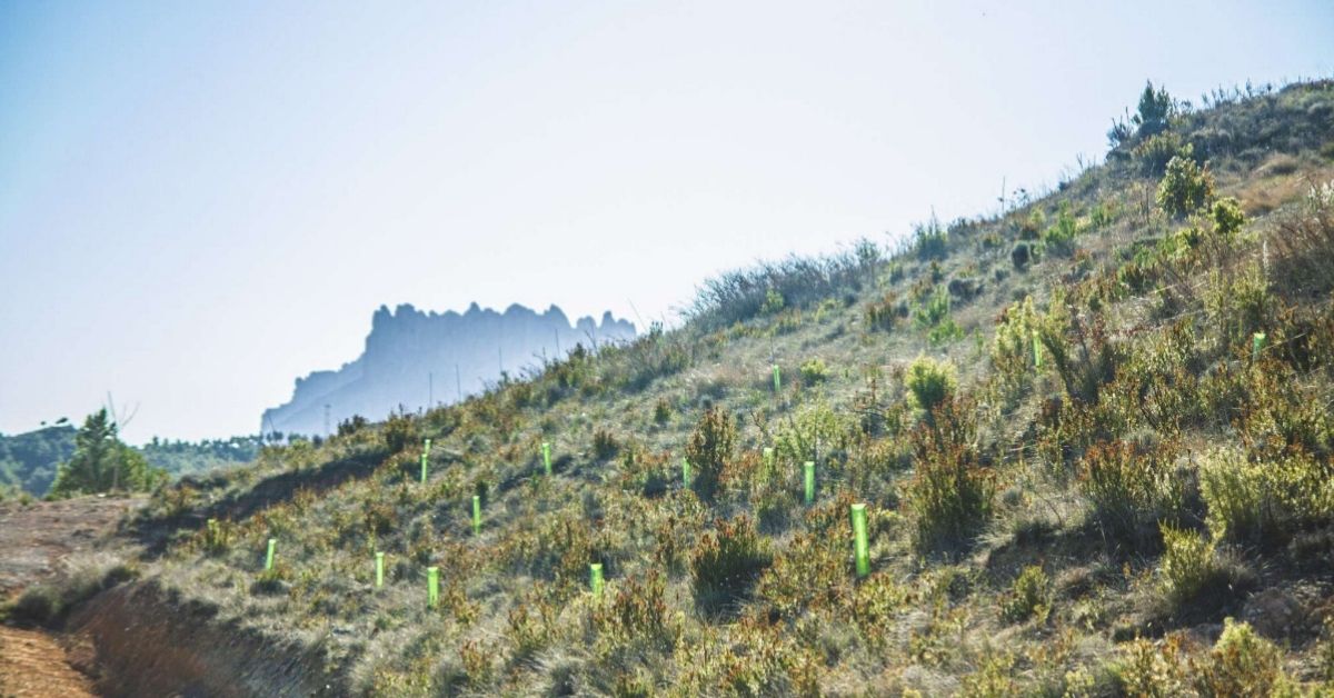 DKV reforesta árboles en Madrid