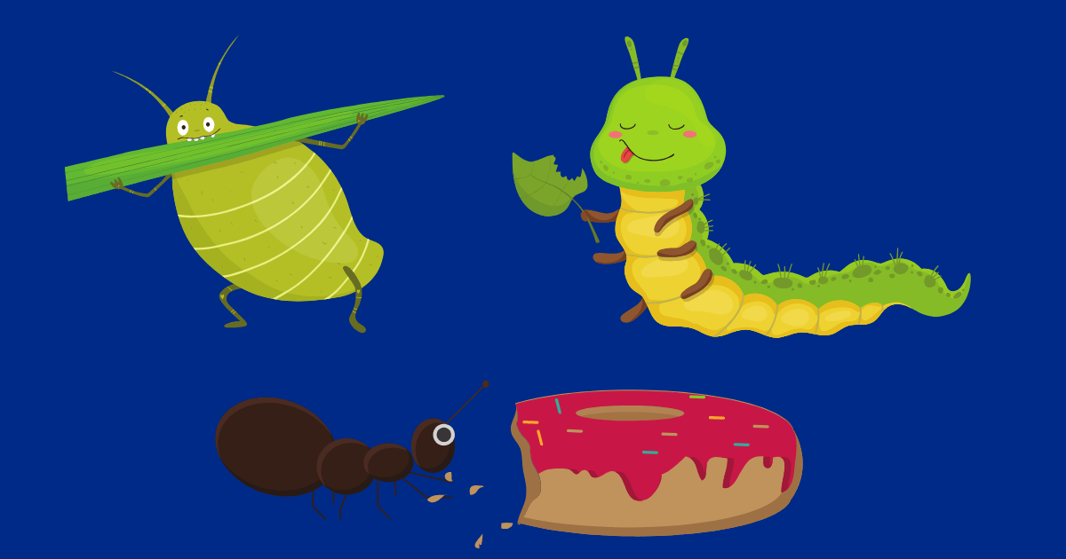 Desmitificando los Mitos Sobre el Consumo de Insectos